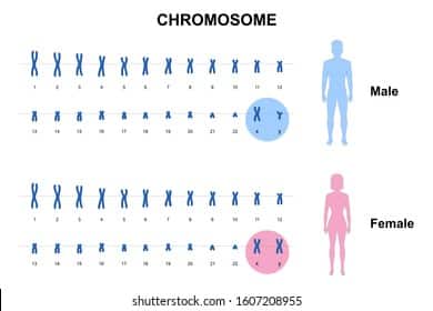 autosome-chromosome-normal-human
