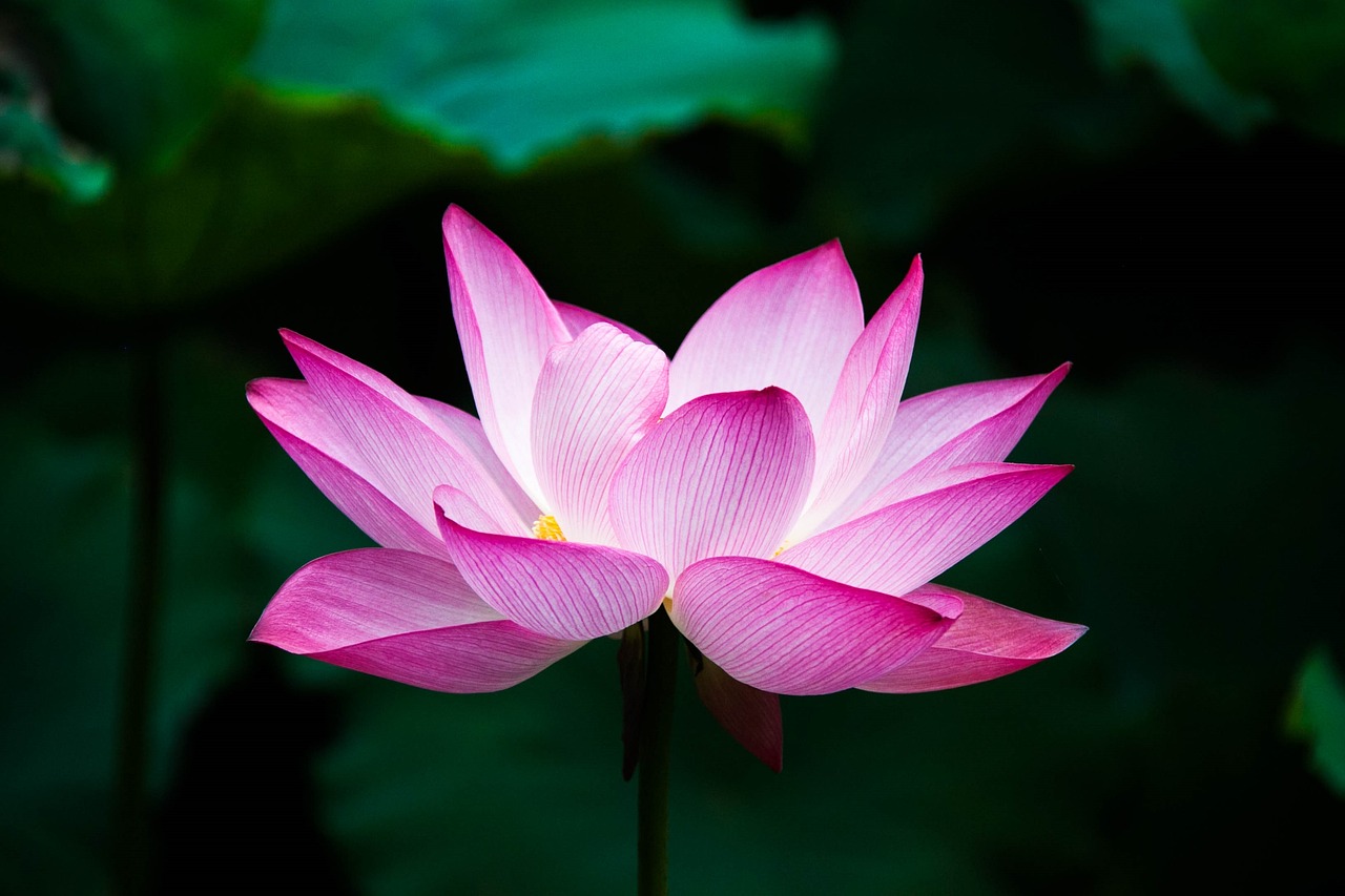 beautiful lotus image