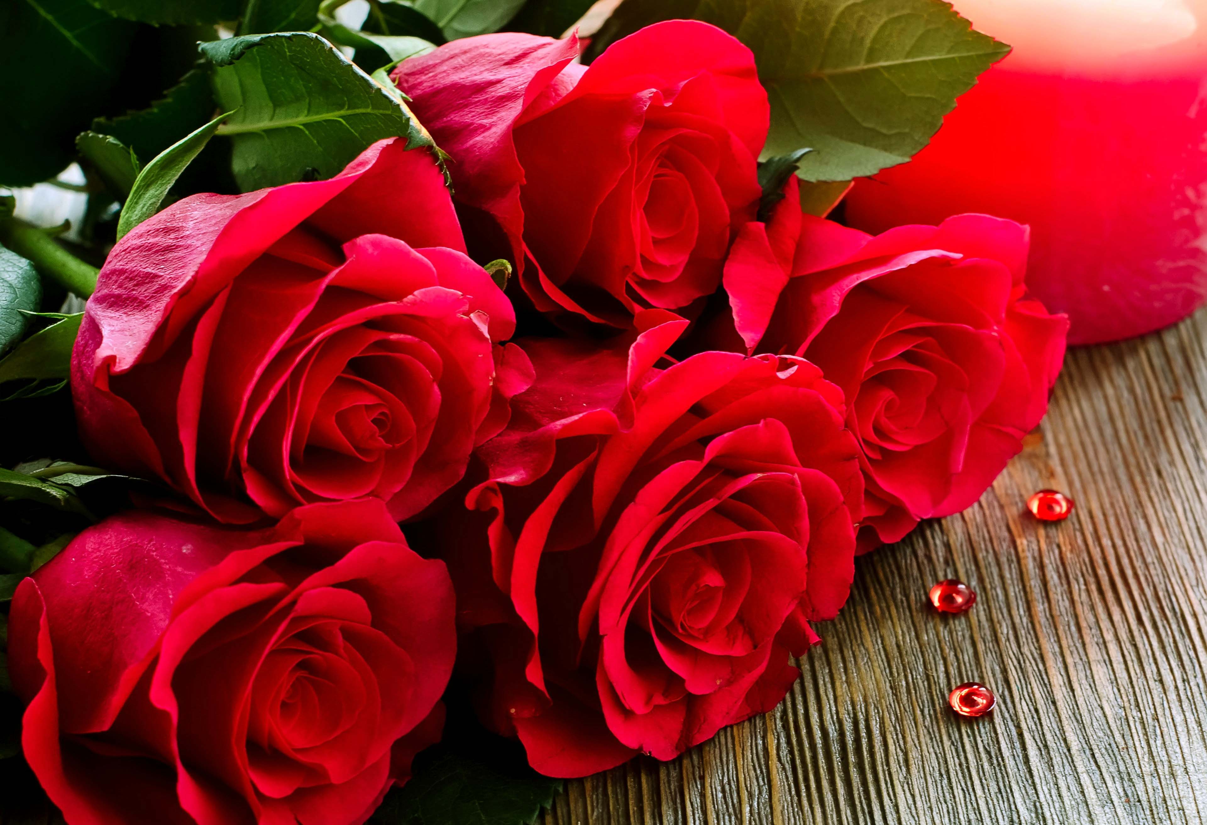 गुलाब के फूल की फोटो वॉलपेपर डाउनलोड करें HD - KaiseKareinHindime