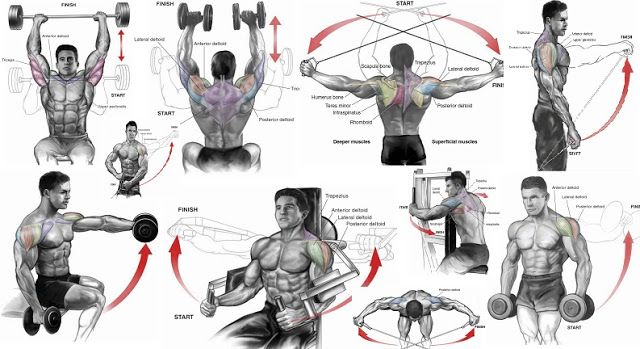 gym workout pdf