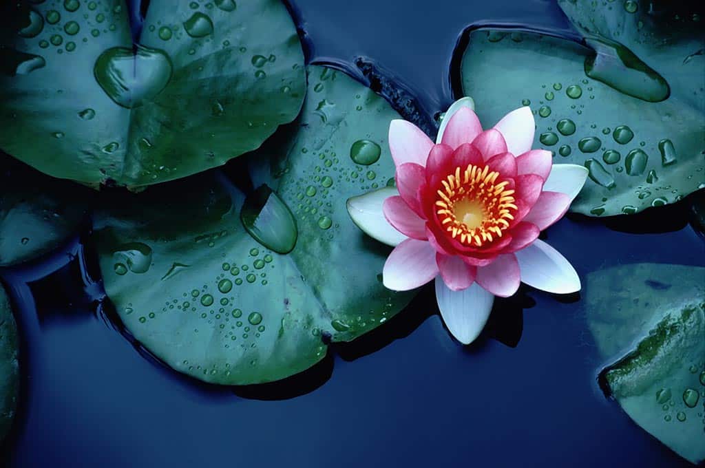lotus-flower images hd download