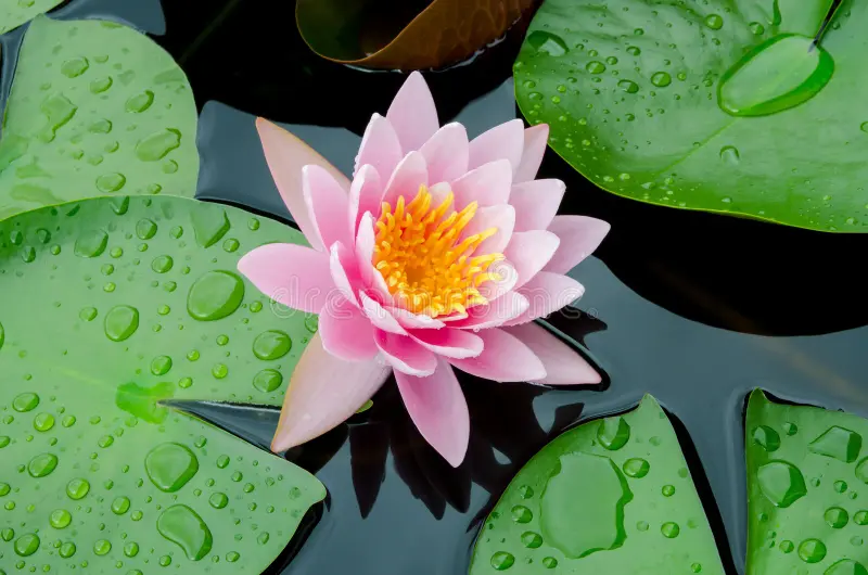 pink lotus photo