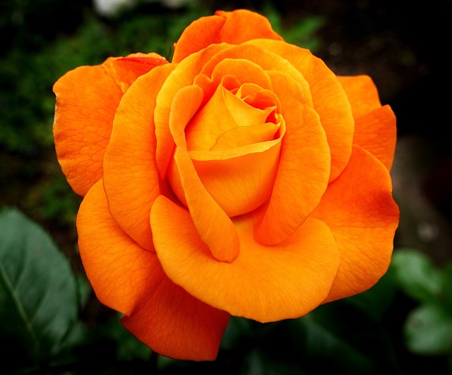 yellow rose image