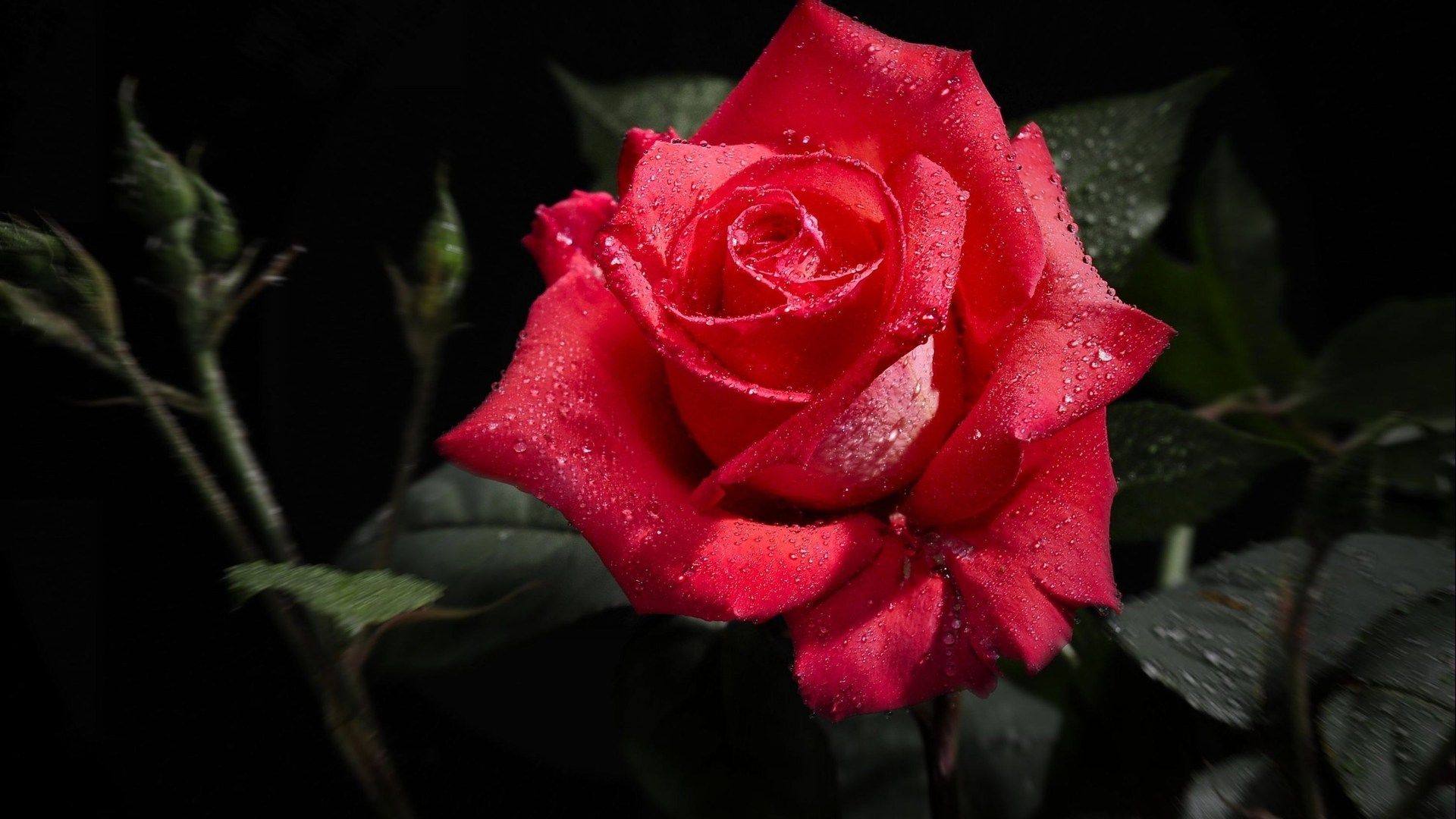 गुलाब का फूल फोटो डाउनलोड