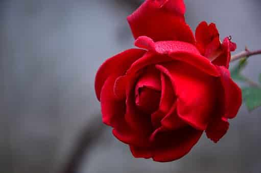 गुलाब के फूल की फोटो डाउनलोड